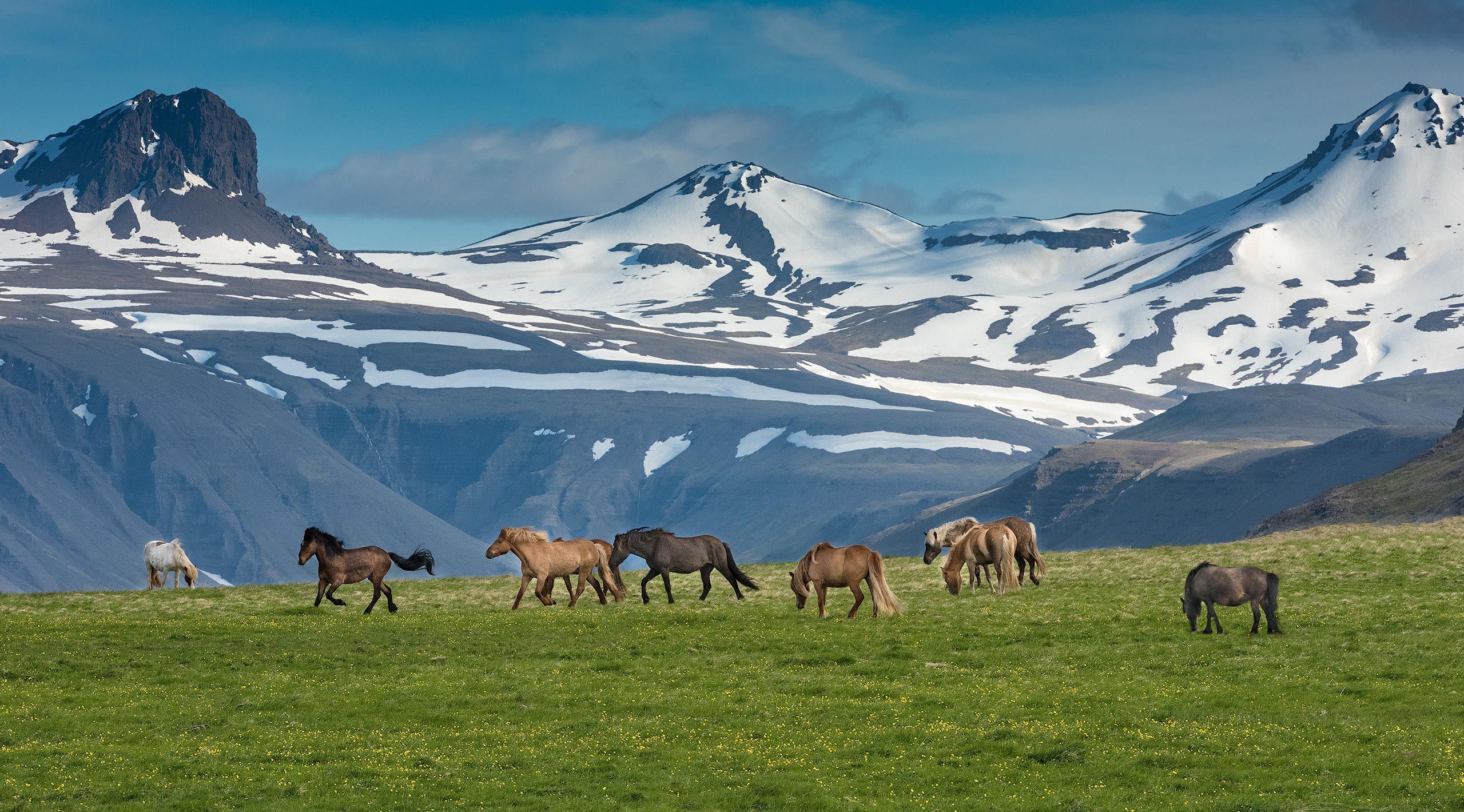 Icelandic Horses Iceland-13-D-17-06-05-3090-Crop-&-Clone-(Horses-2017).jpg