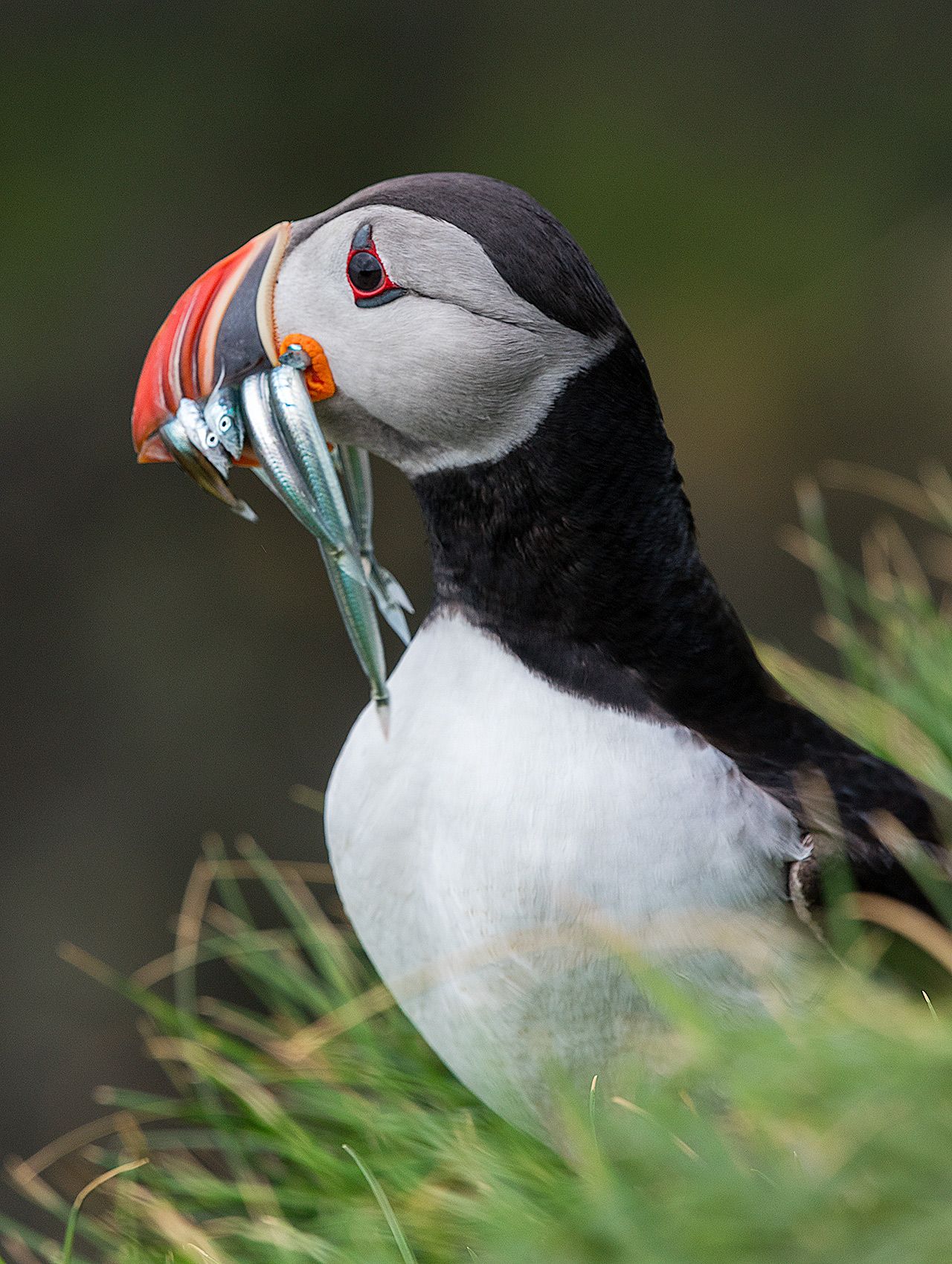 Single Puffin in Grass Iceland-10-D-17-06-09-5350-Crop-(Puffin).jpg