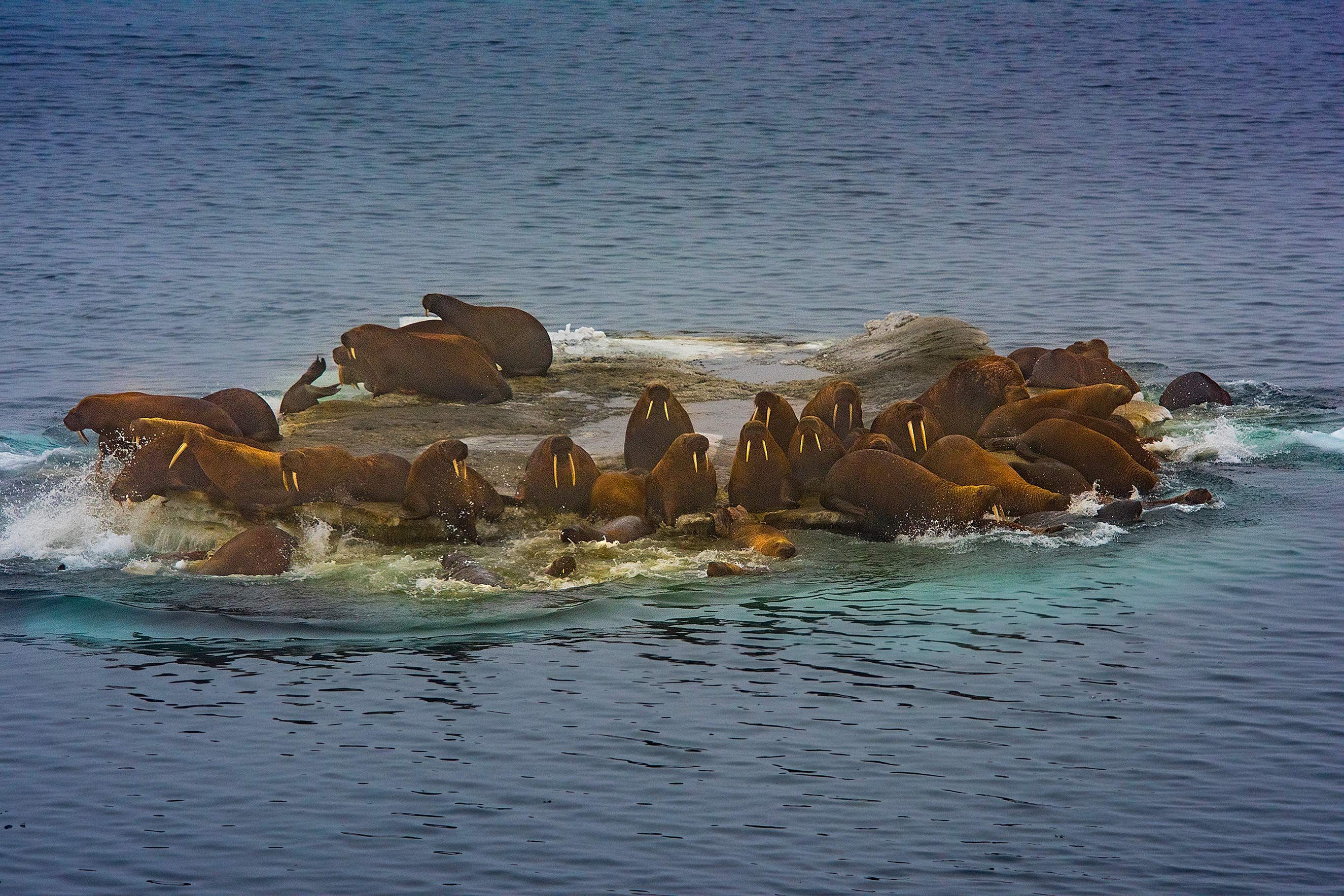 Walrus Congregation, Beaufort Sea, Canada D-16-09-04-4401-(Walruses).jpg