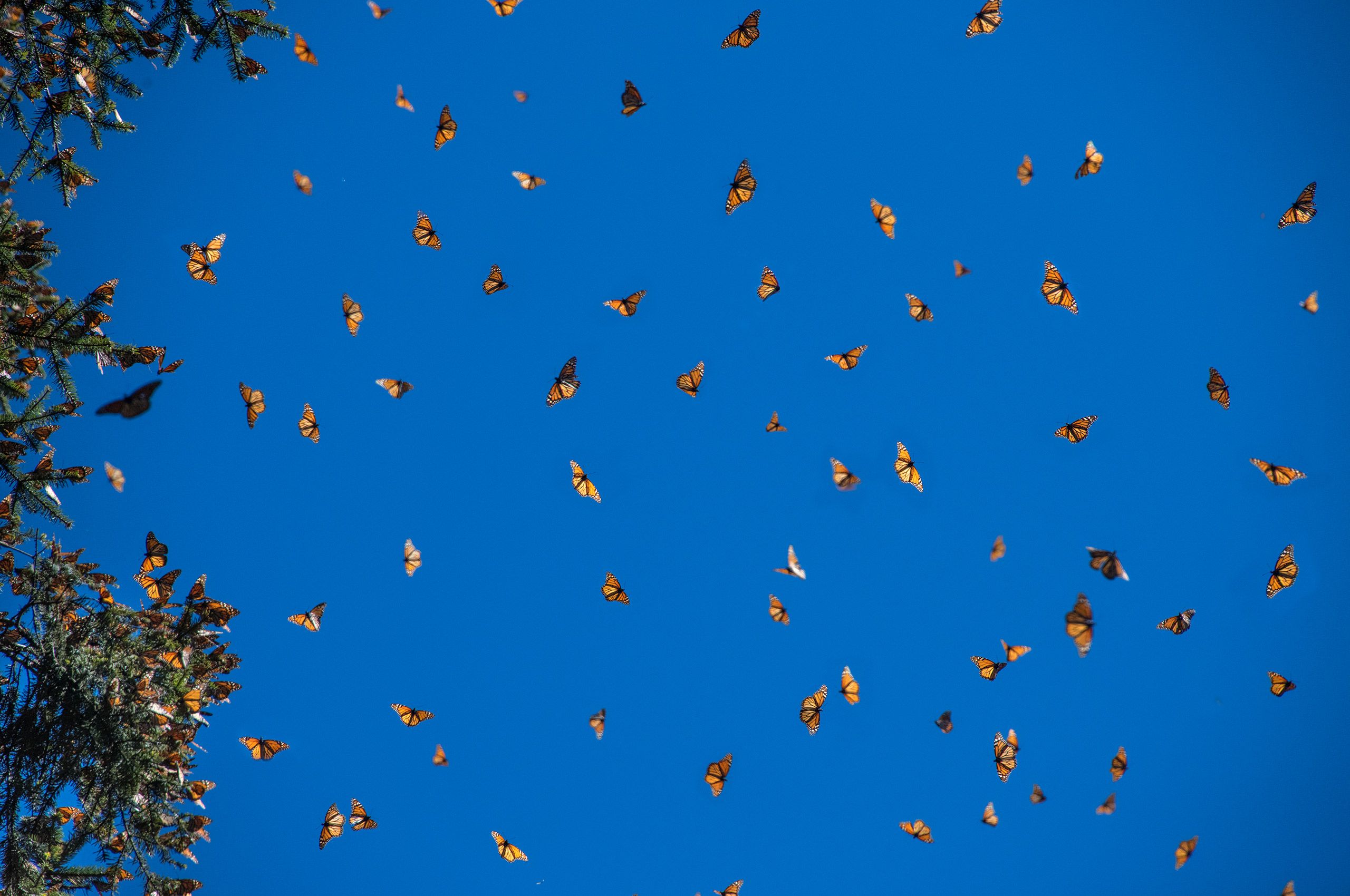 D-18-01-09-850_1801-Clone-(Monarchs-in-Sky).jpg
