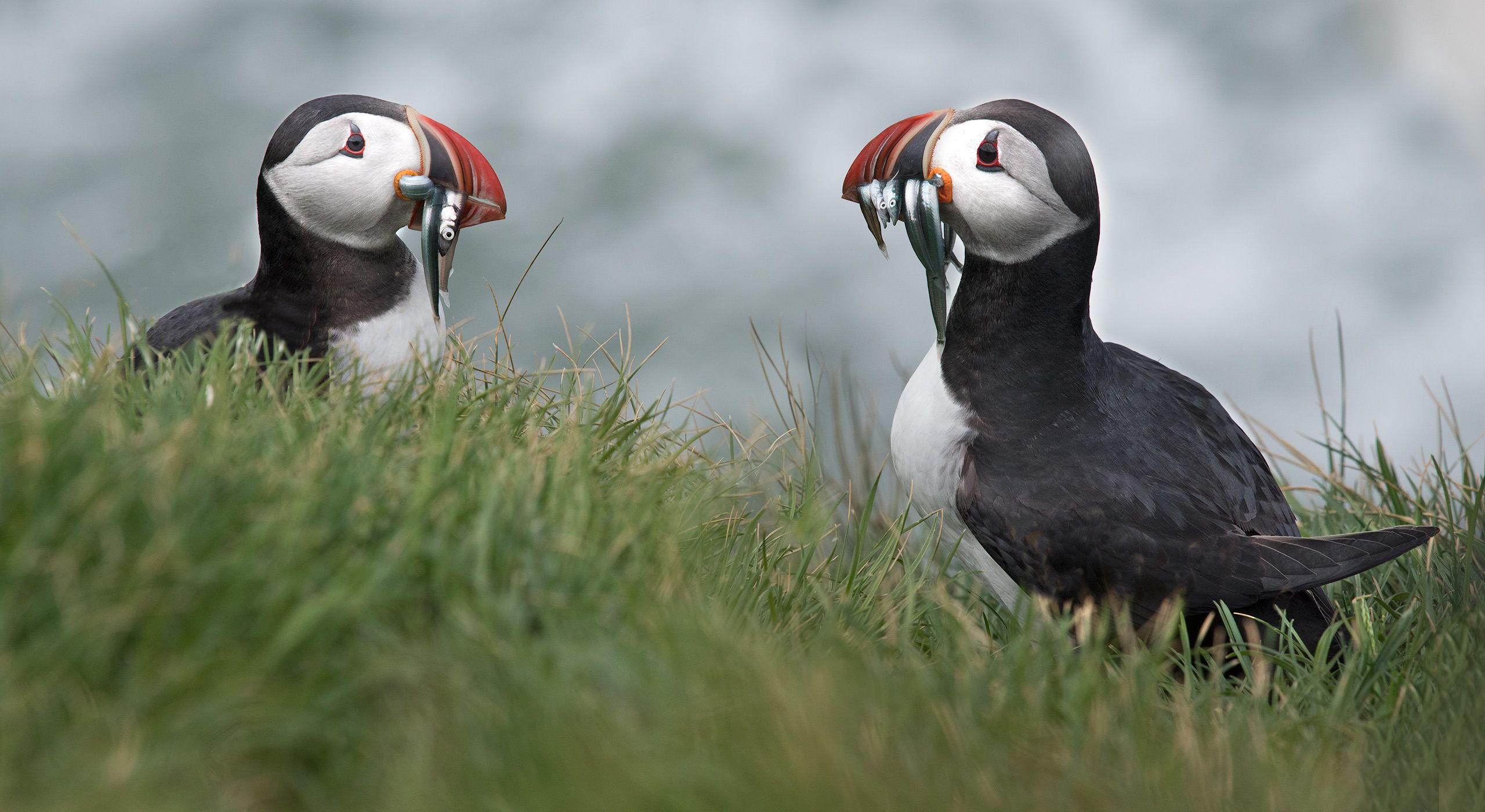 Two Puffins Iceland-16-D-17-06-09-5332_34-(2-puffins).jpg