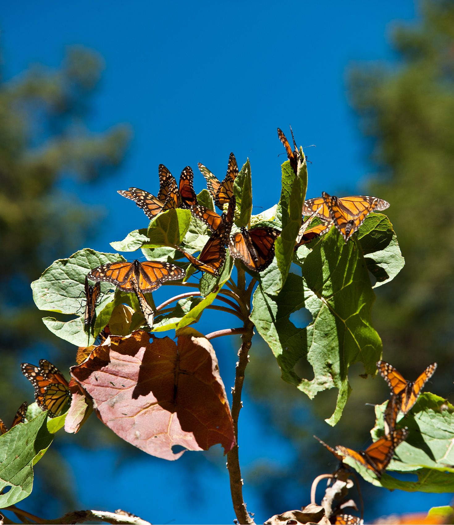 D-11-01-18-257_58-PAN-(Mexico-2011).jpg