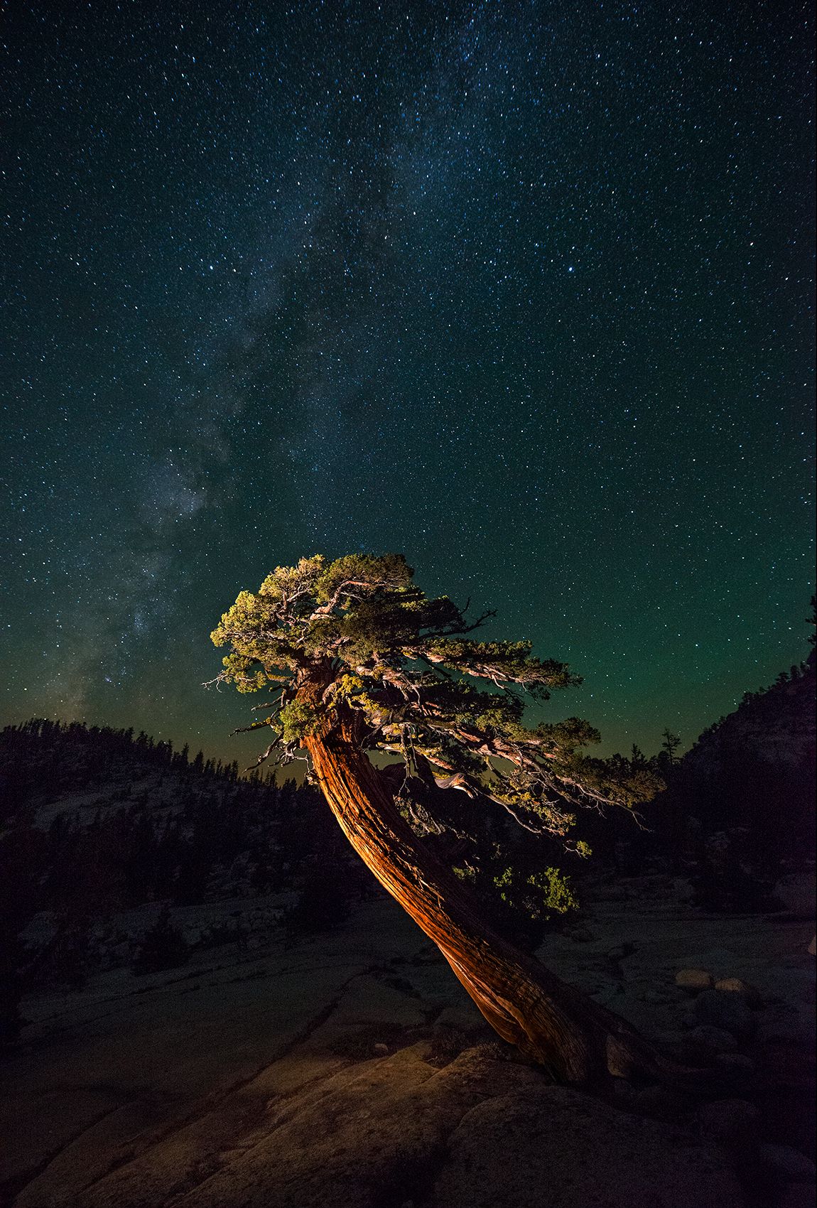Juniper Pine and Milky Way 14 Juniper Tree D-14-08-21-3395.jpg