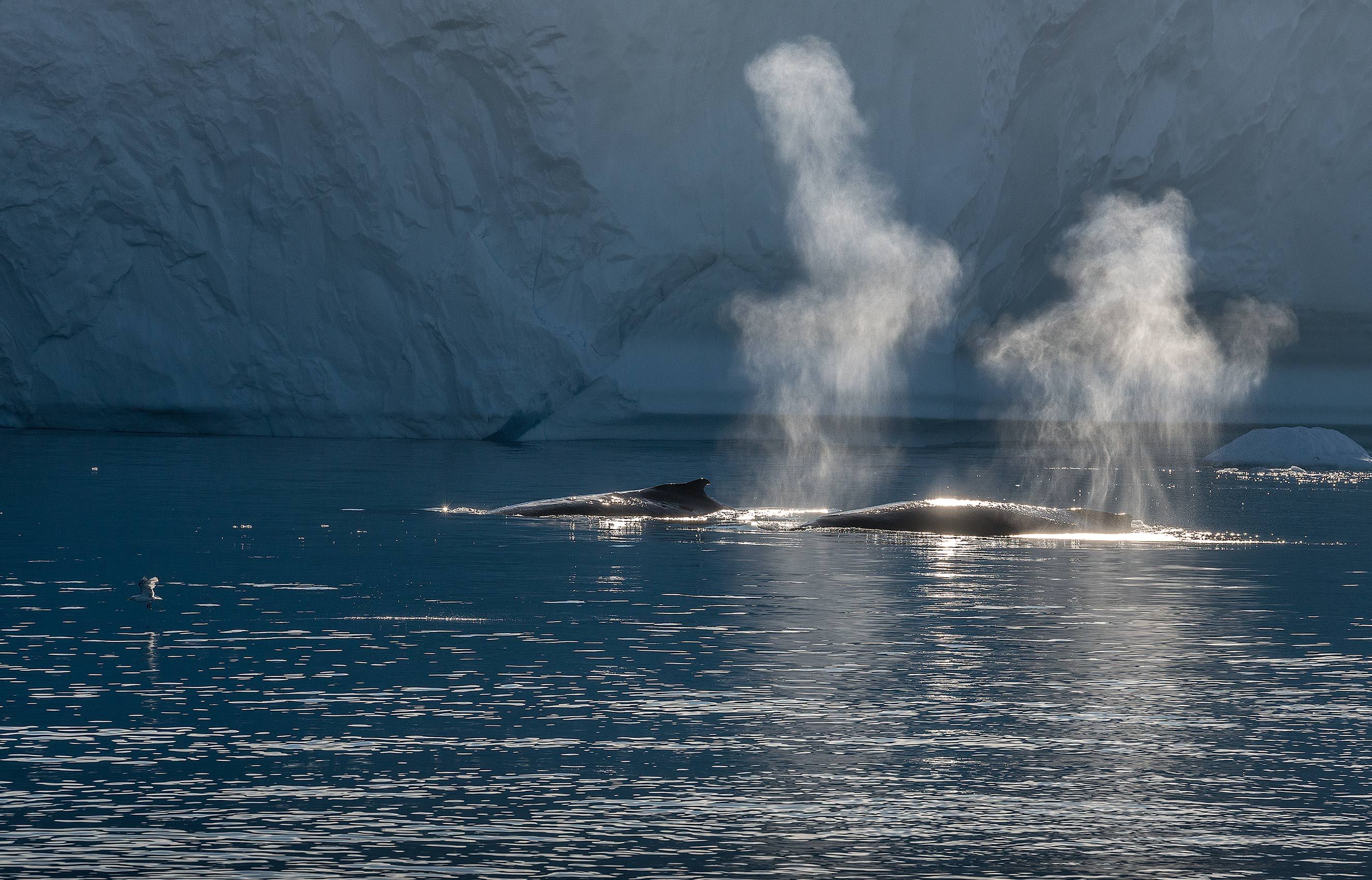 Humback Whales, Ilulissat Icefjord, Greenland D-18-08-18-0660-(Humpbacks).jpg