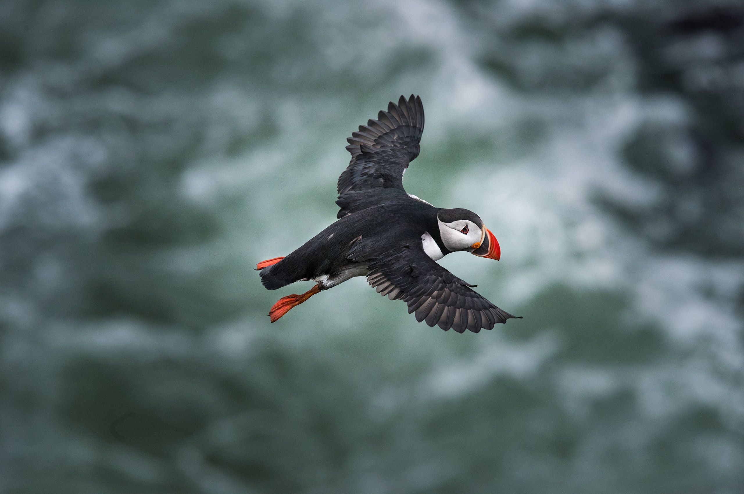 Puffin in Flight Iceland-17-D-17-06-09-5368-(puffin-flying).jpg