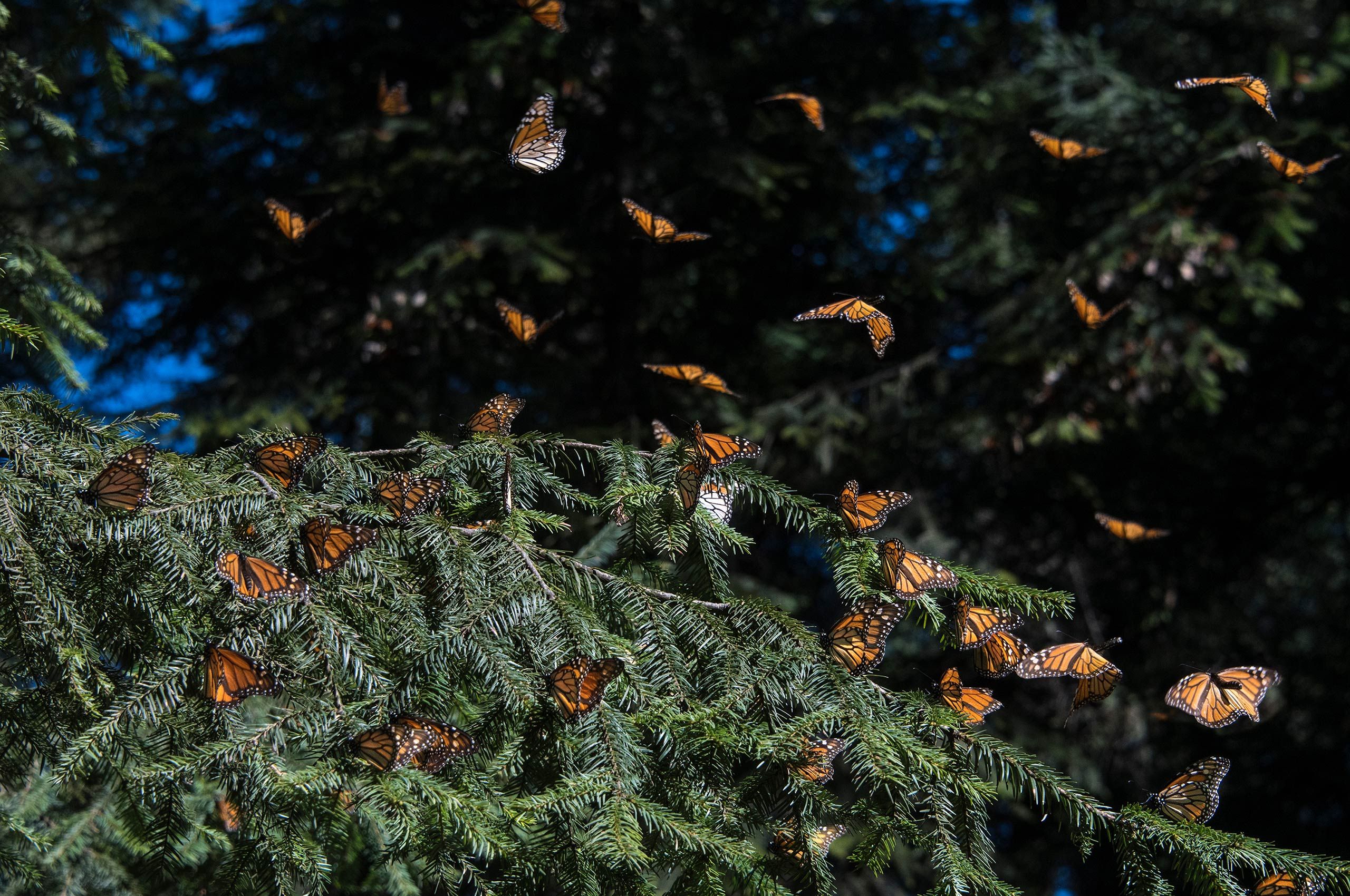 Monarchs-on-Oyamel-Pine-Tree,-Mexico.jpg
