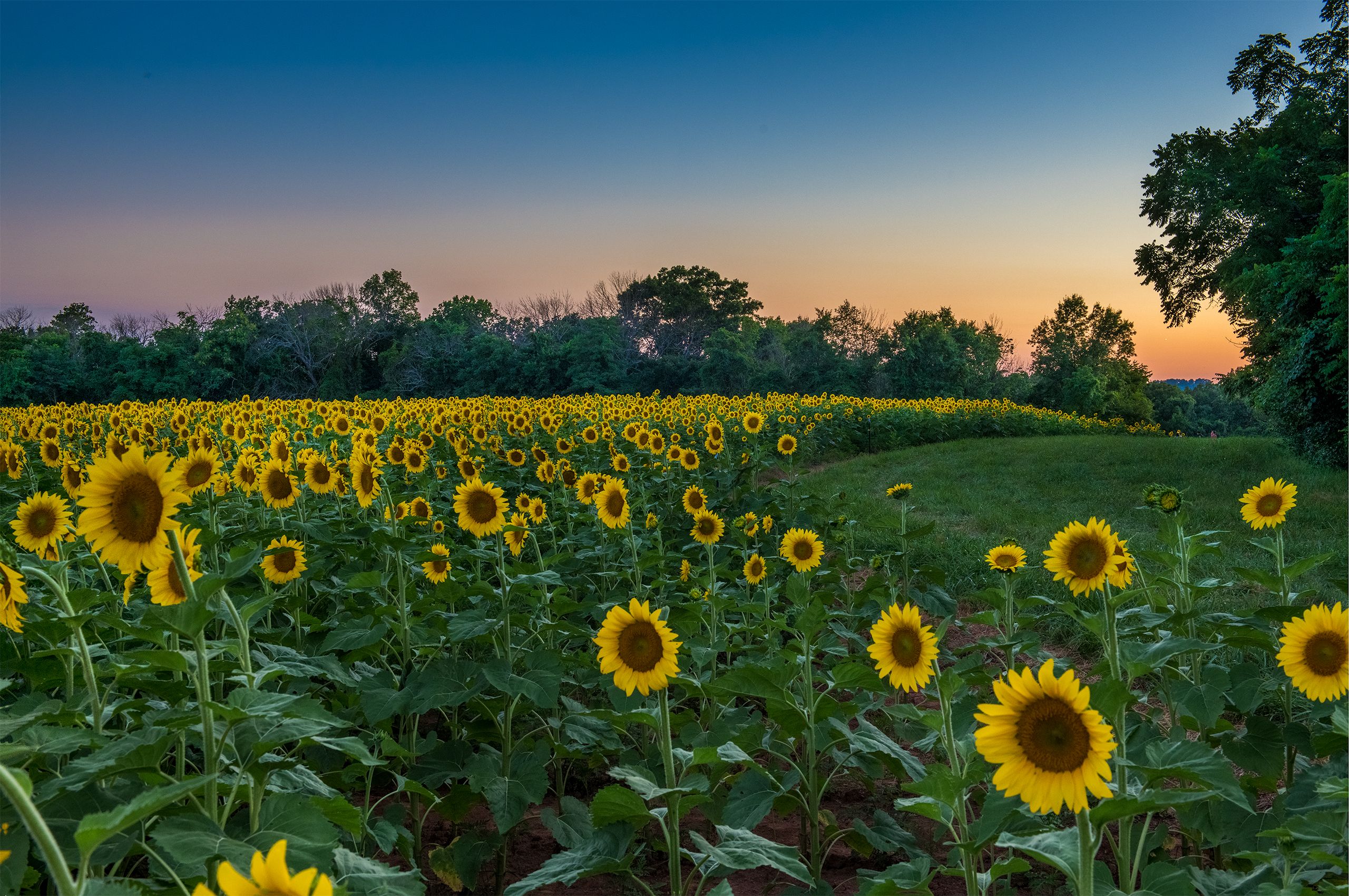 Sunflowers at Dusk 16 Sunflowers D-18-07-07-7724_28.jpg