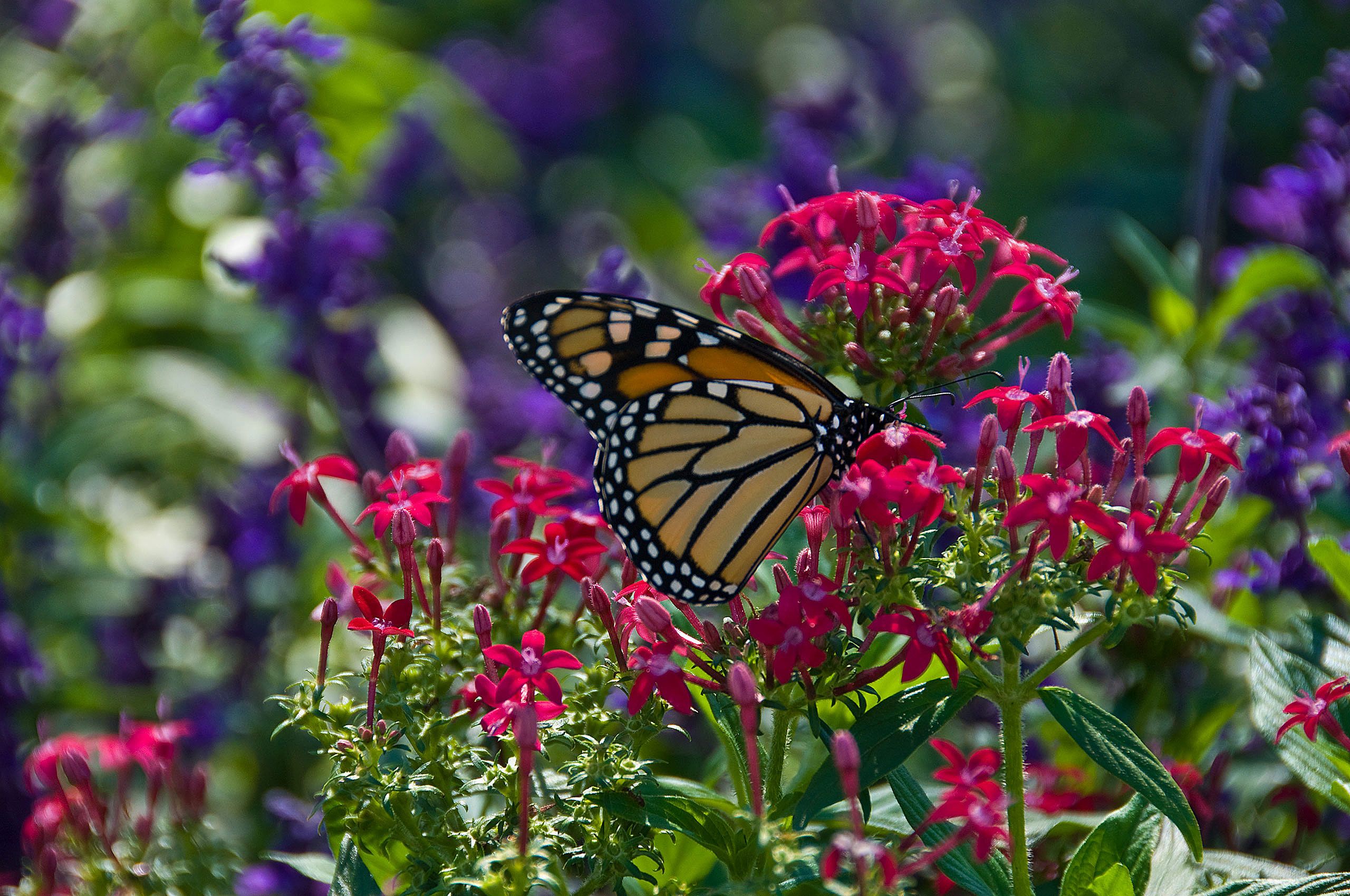 D-10-09-17-0399-(Migrating-Monarch-Kansas).jpg