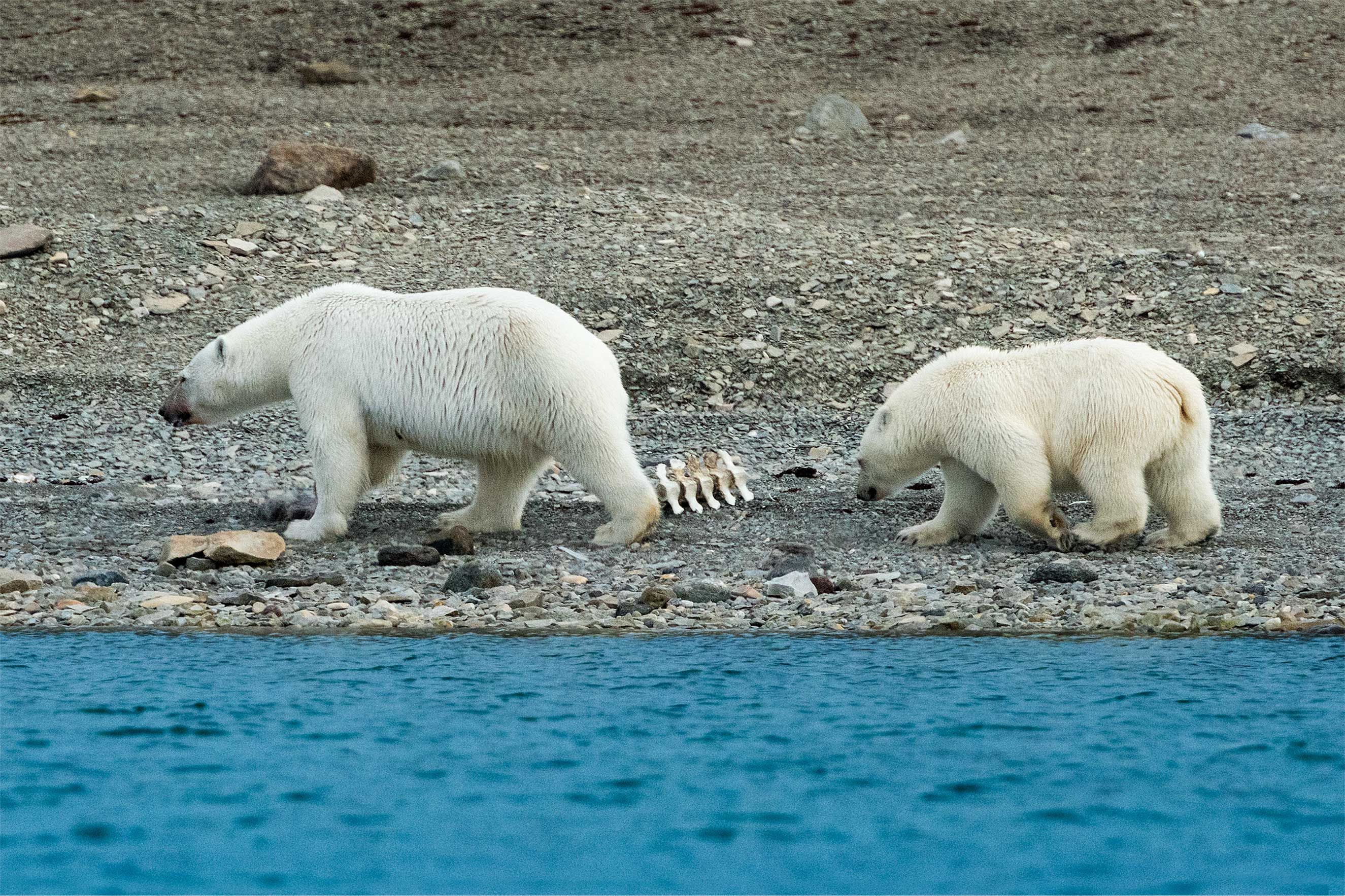Polar Bear and Cub D-16-08-27-0743-(Polar-Bears).jpg