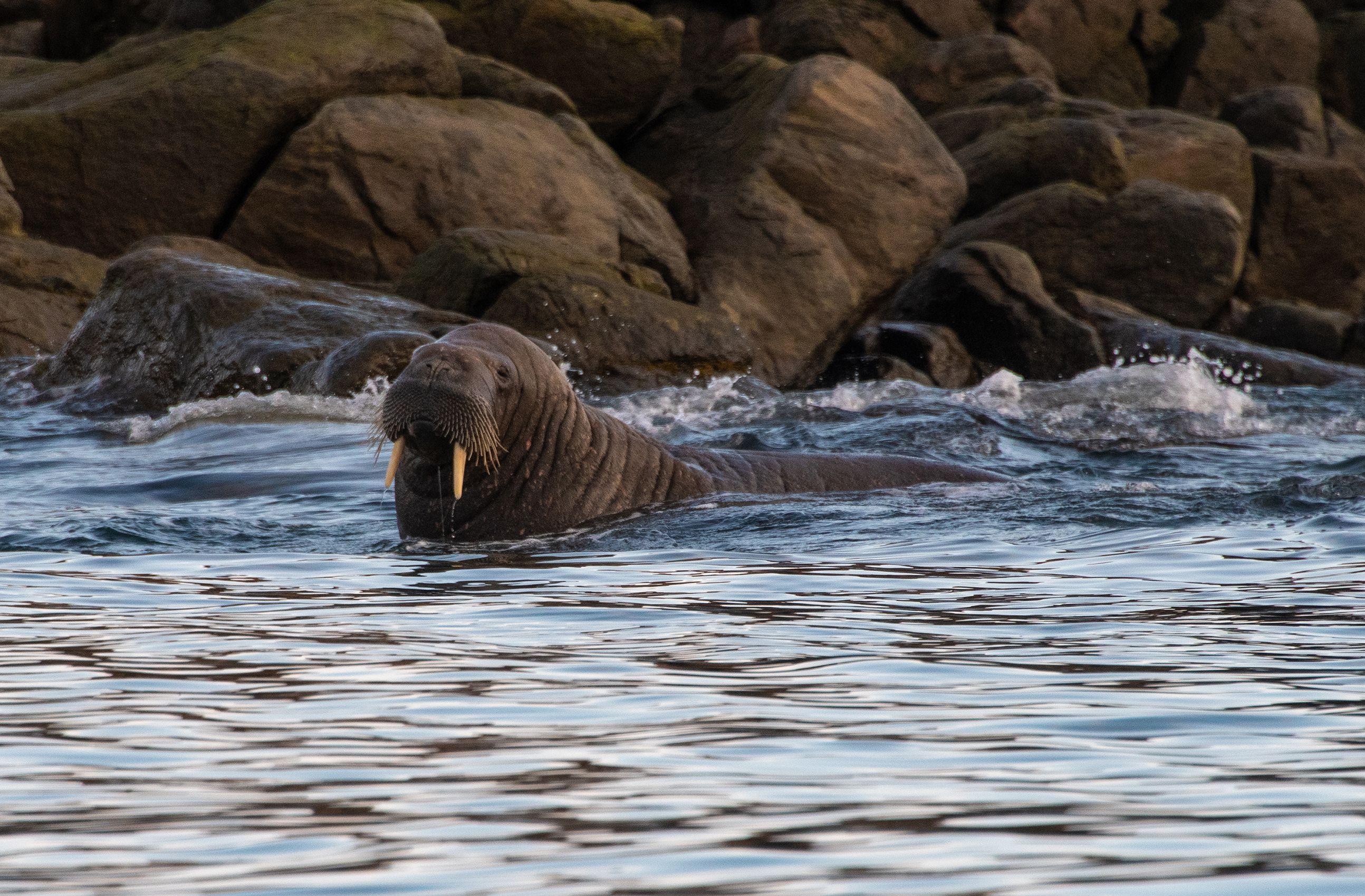 Juvenile Walrus, Baffin Island, Canada D-19-08-01-9799 (Juvenile Walrus).jpg