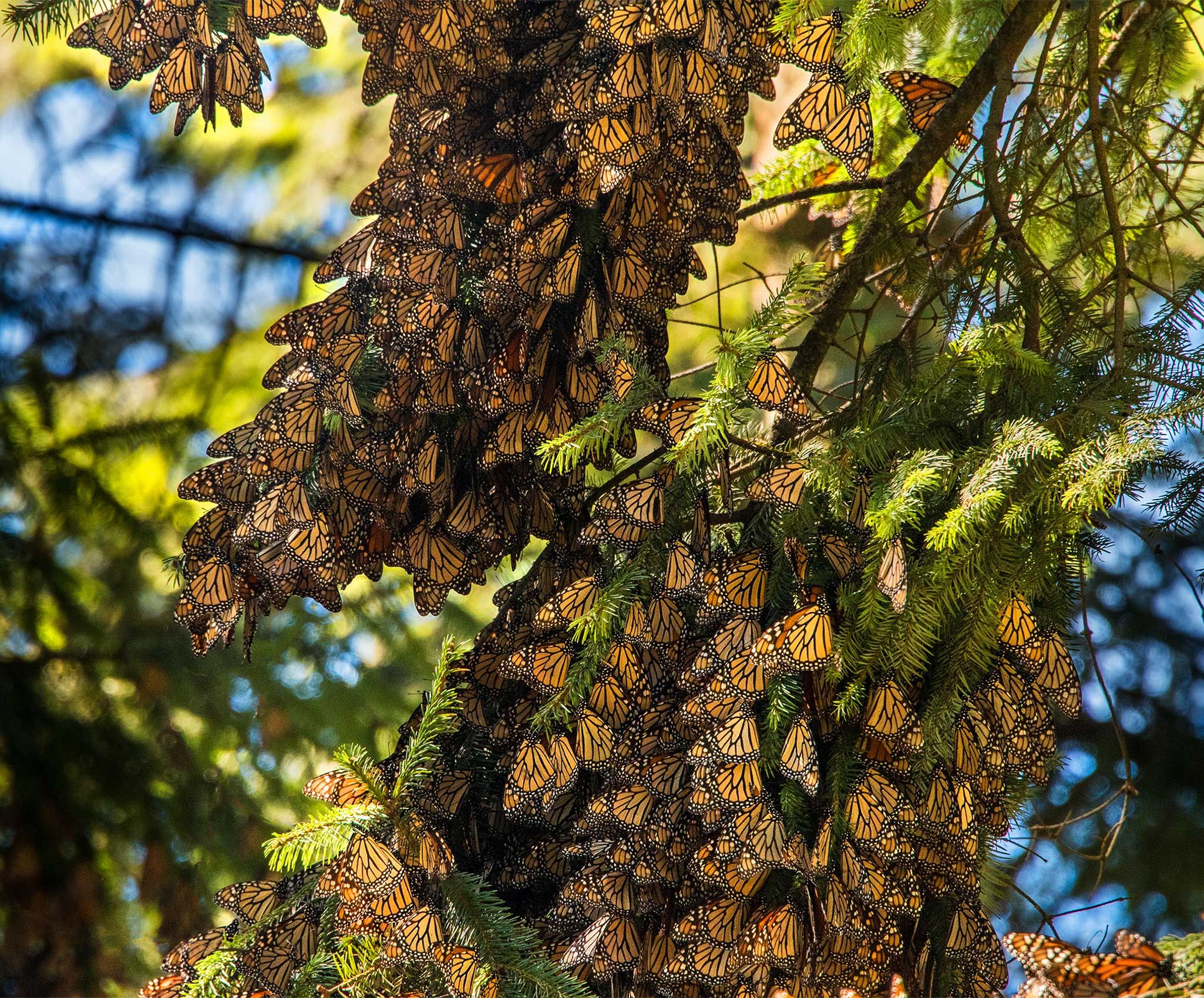 Kent-Roosting-Monarchs-Rosario-Sanctuary.jpg