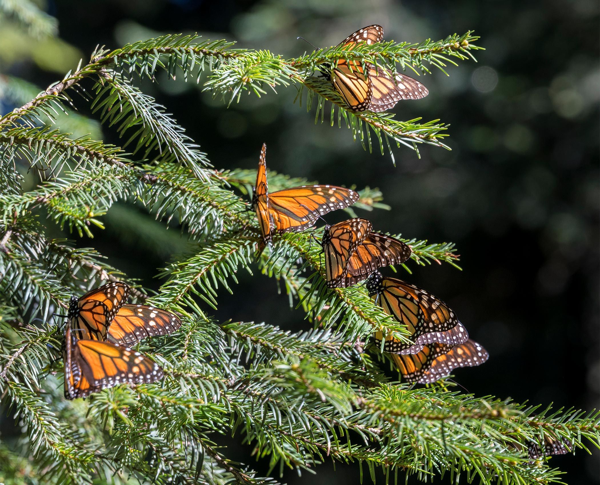 Monarchs-on-Oyamel-Pine-Tree,Mexico-02.jpg