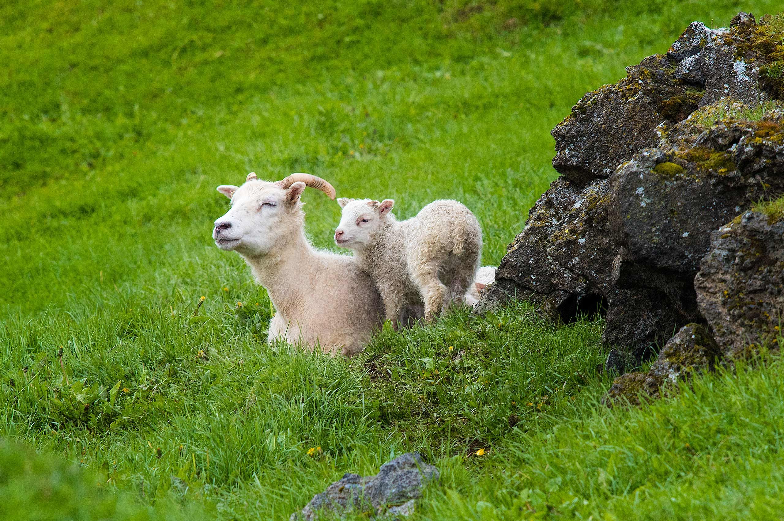 Ewe with Lamb Iceland-14-D-17-06-07-3984-Crop-(sheep).jpg