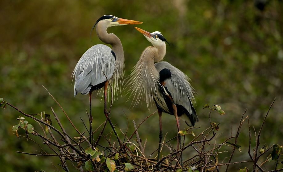 Great Blue Herron pair nesting