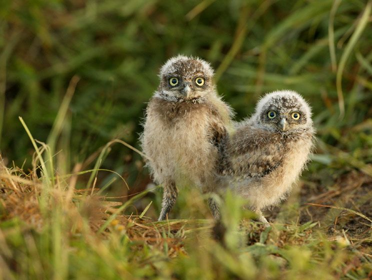 1baby_owl_twins_