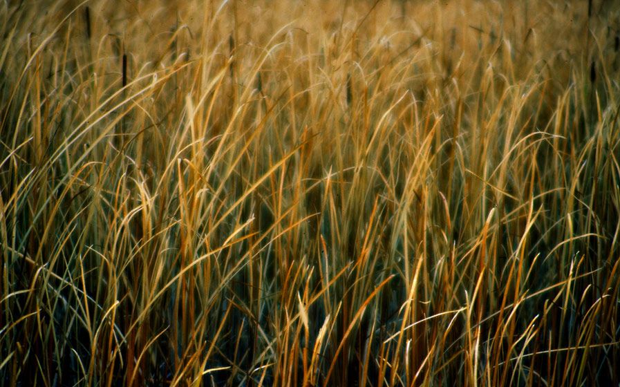 1gold_reeds_dark_green