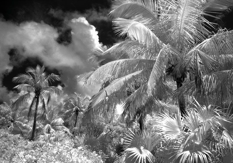 1infrared_coconut