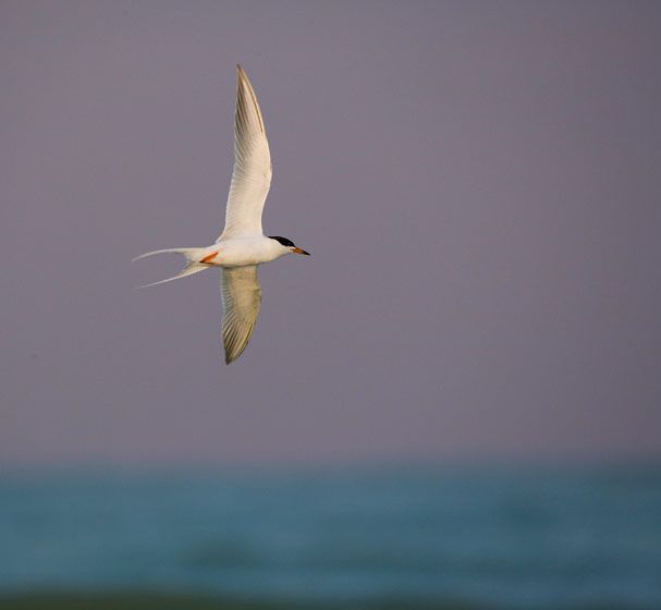 1tern_flying_at_sunset