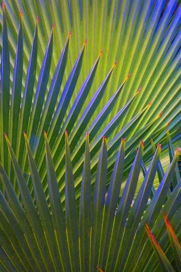 1vertical_palm_beautiful_ove