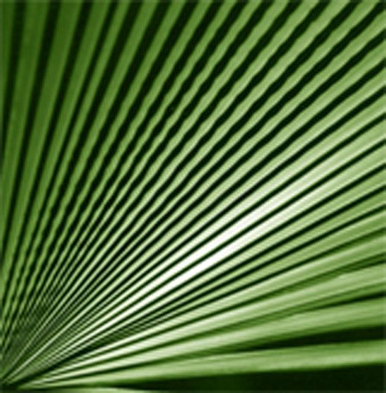 1palm_frond