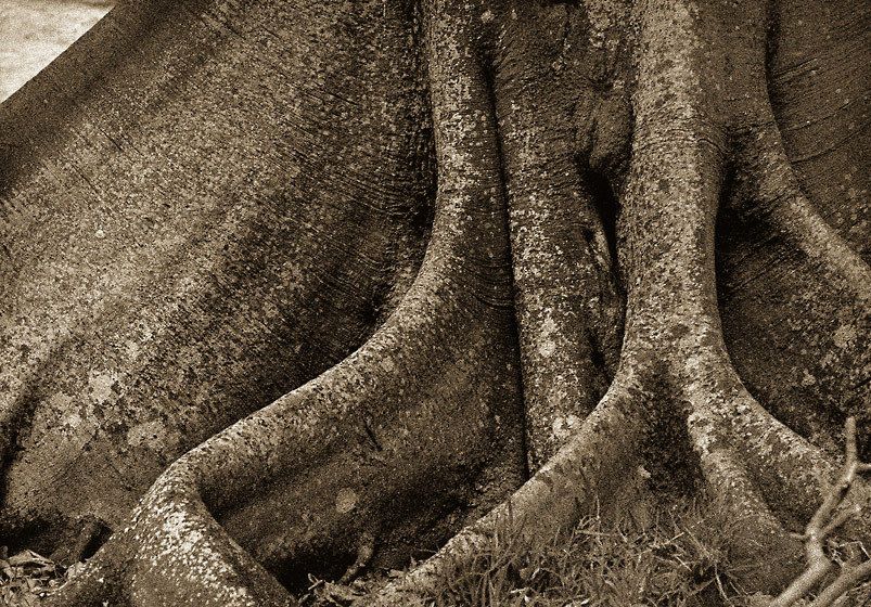 1Scaleybark_trunk_sepia