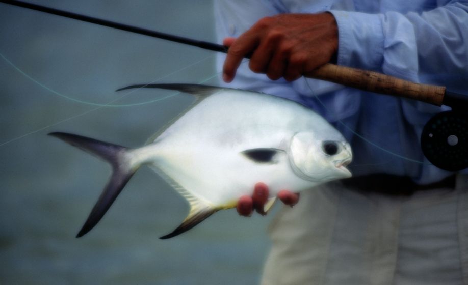 Bahama Permit
