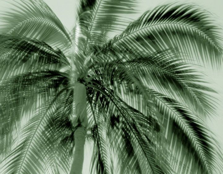 1palm_top_small_print_green
