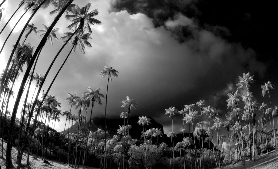 Lord Howe Island Palms #1