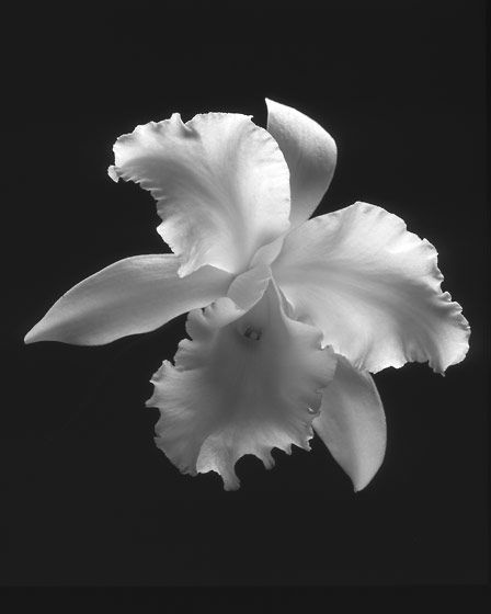 1big_white_orchid_on_black