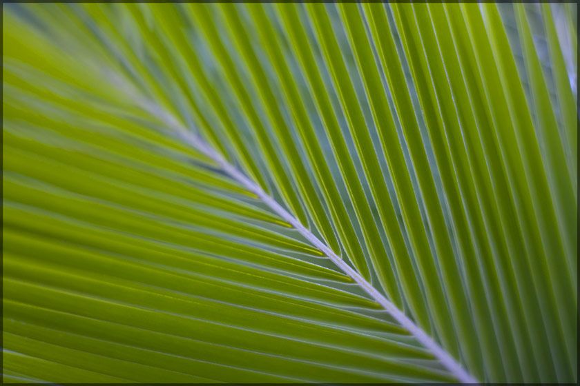 1soft_palm_frond