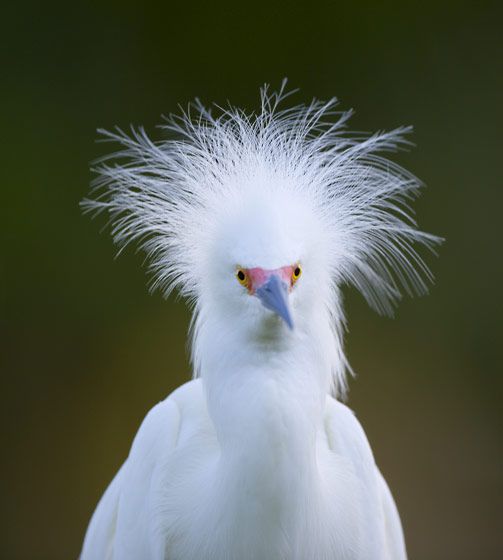 Bad hair day