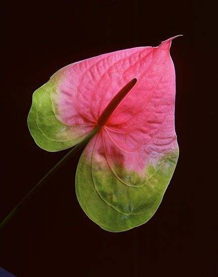 1_red_and_green_antheriam