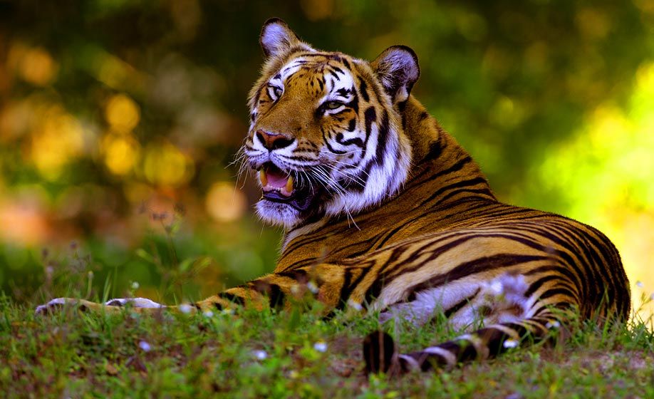 1tiger_2