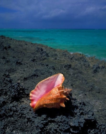 Conch