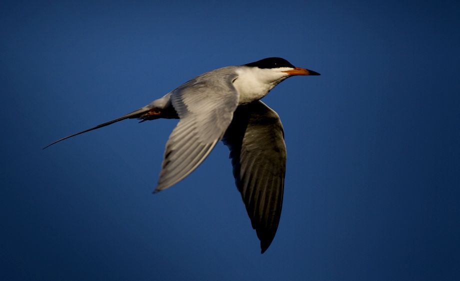 1lesser_tern_flying_web