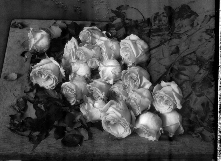 1antique_roses