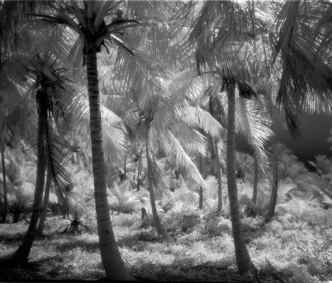 Coconut palms Black and White