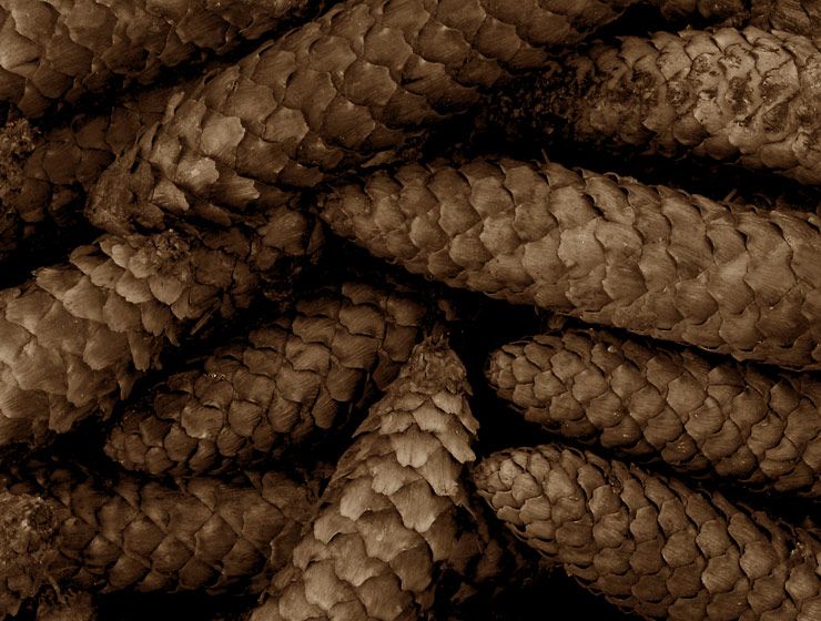 1sepia_pinecones