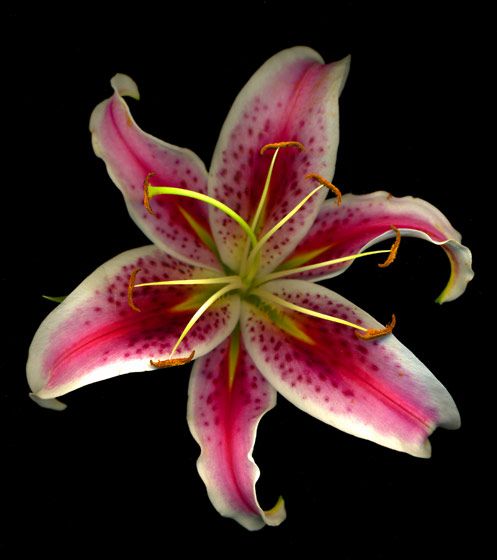 1lily_closeup_finished