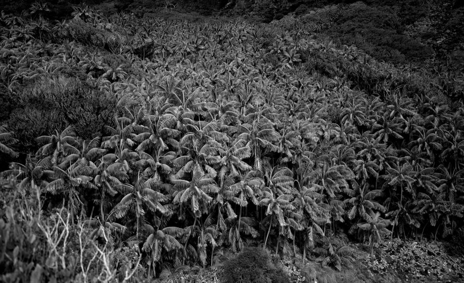 Lord Howe Island Palms #2