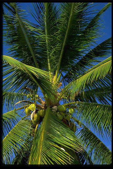 1panama_coconut