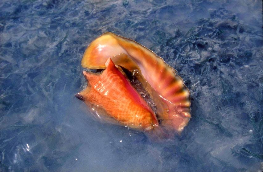 Live Conch
