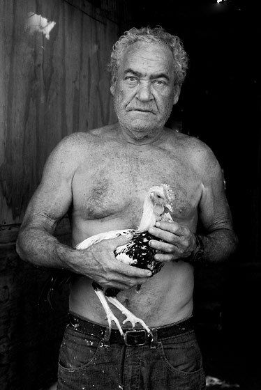 1old_man_and_fighting_cock