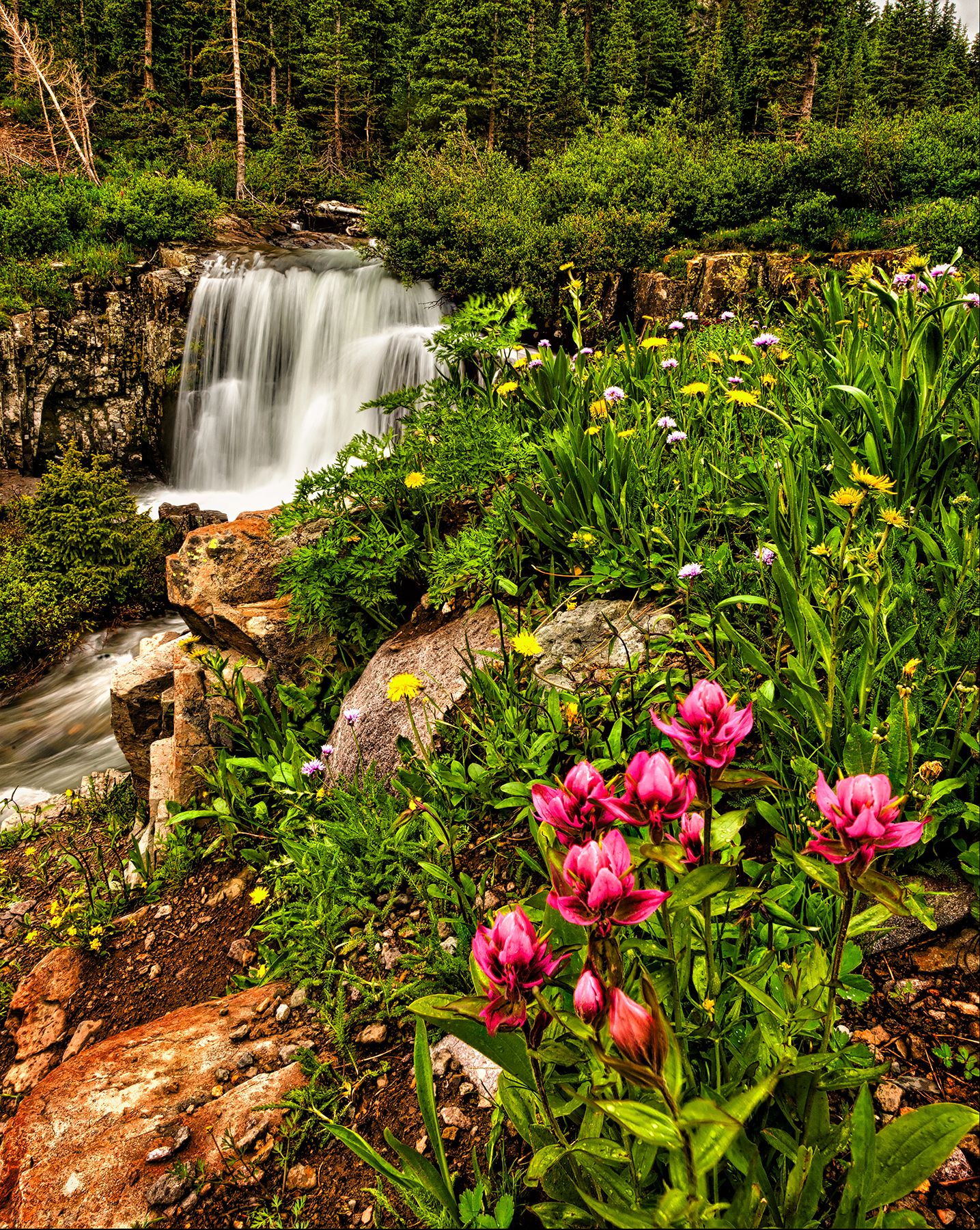 Wildflowers, Yankee Boy Basin, Colorado