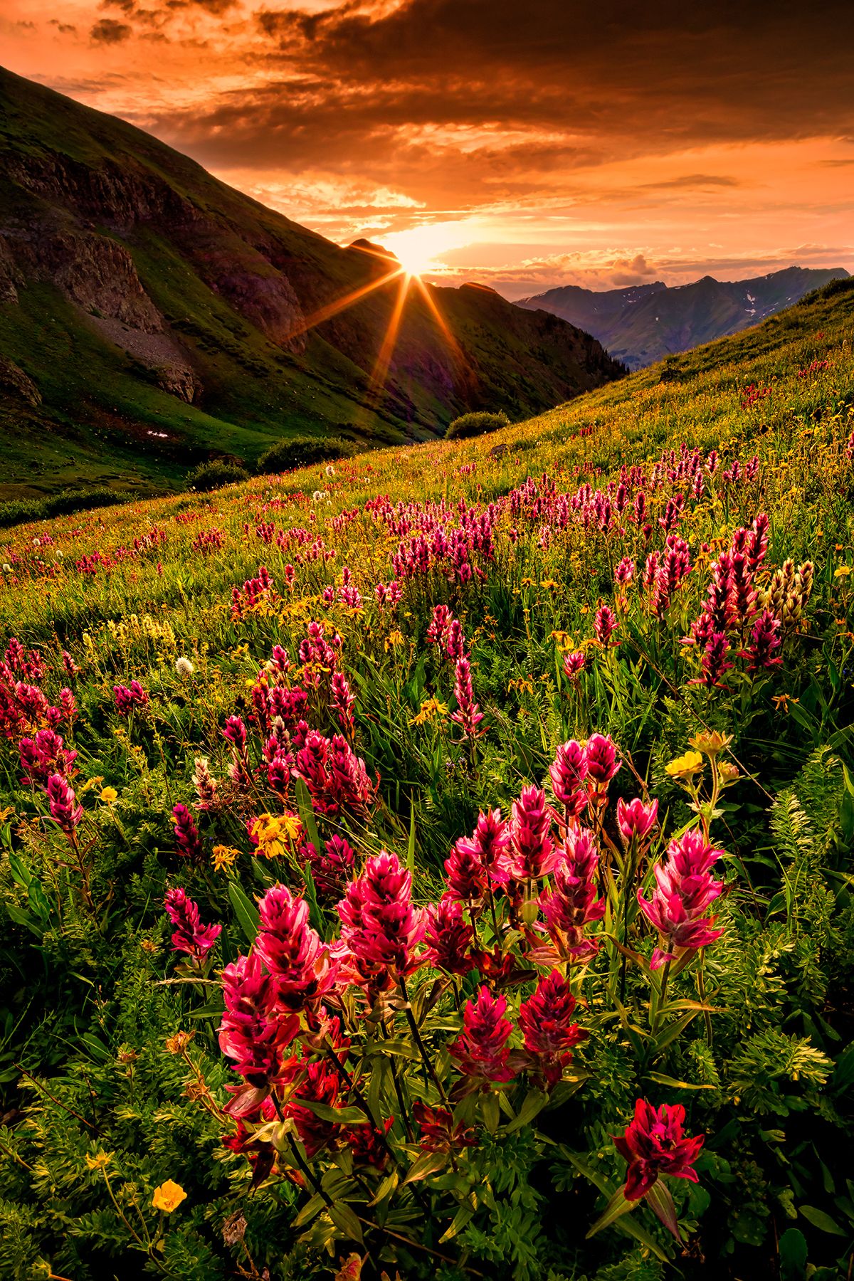 Wildflowers, Stoney Pass, Colorado