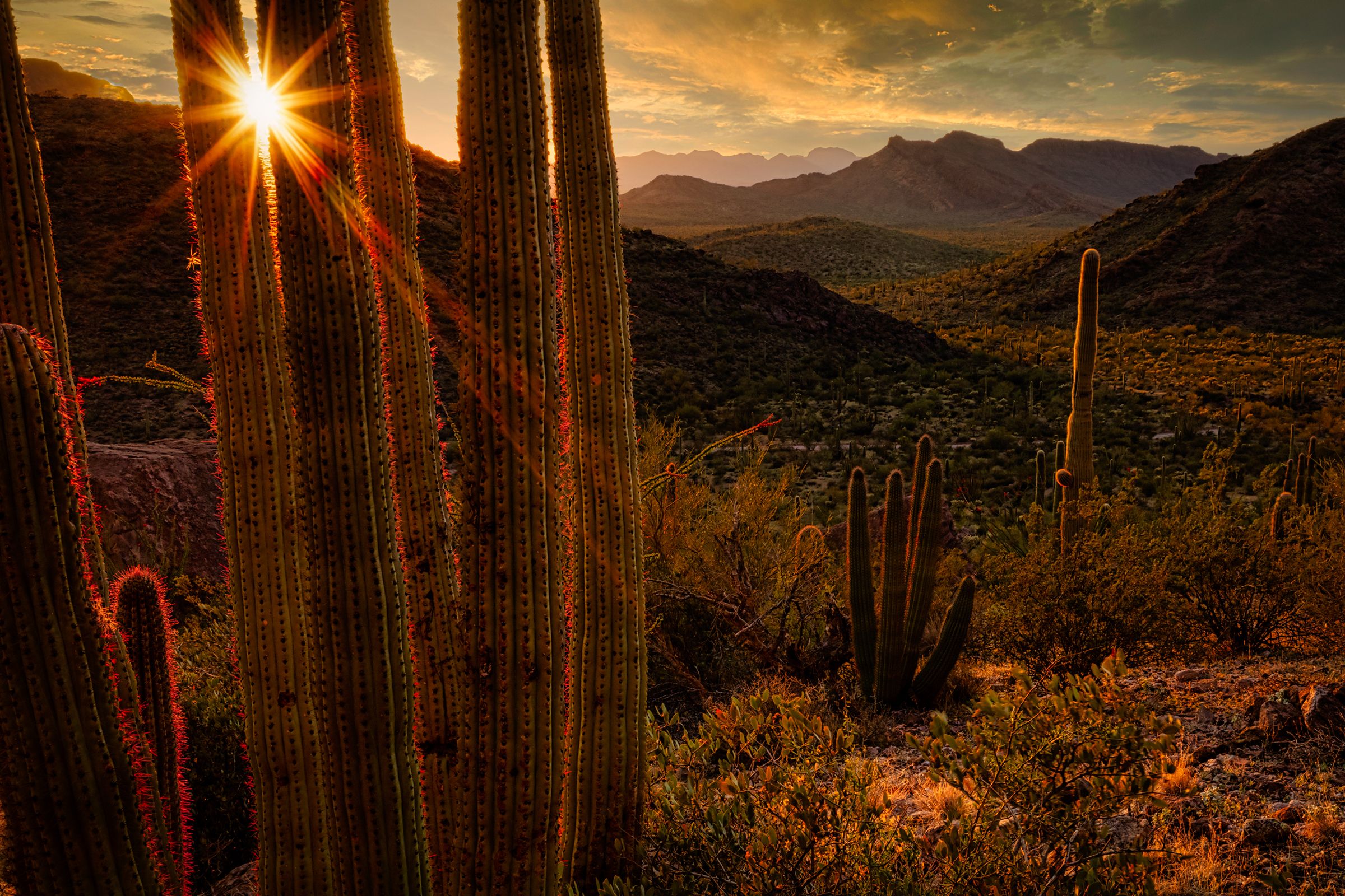 Organ Pipe National Monument, Arizona