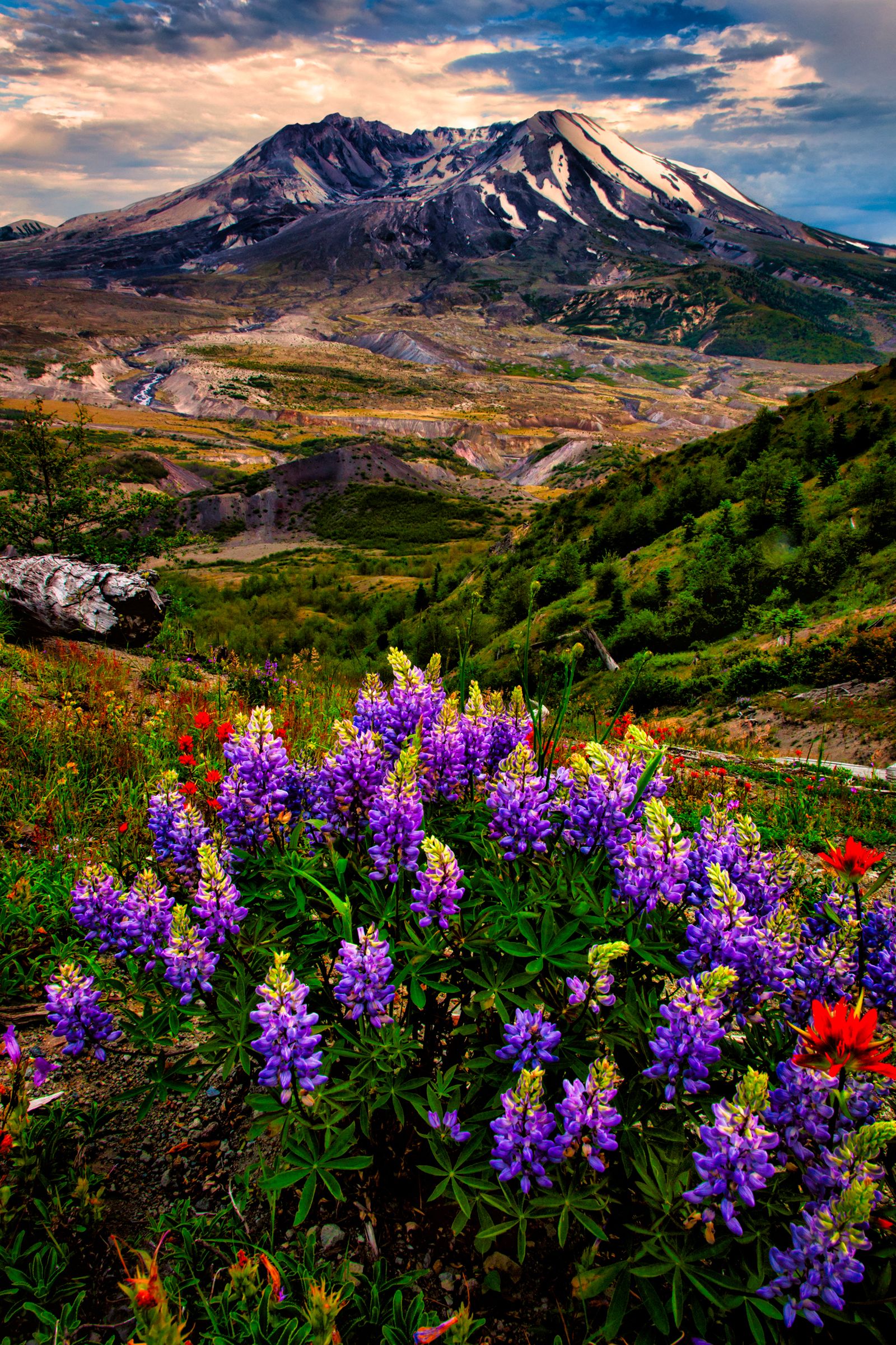Lupin and Indian Paintbrush, Mt. St. Helens, Washington
