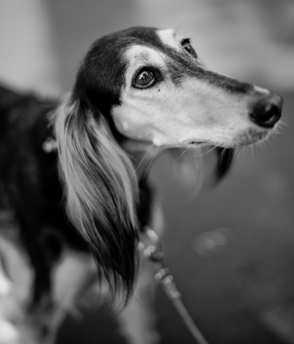 Saluki, St. Helena