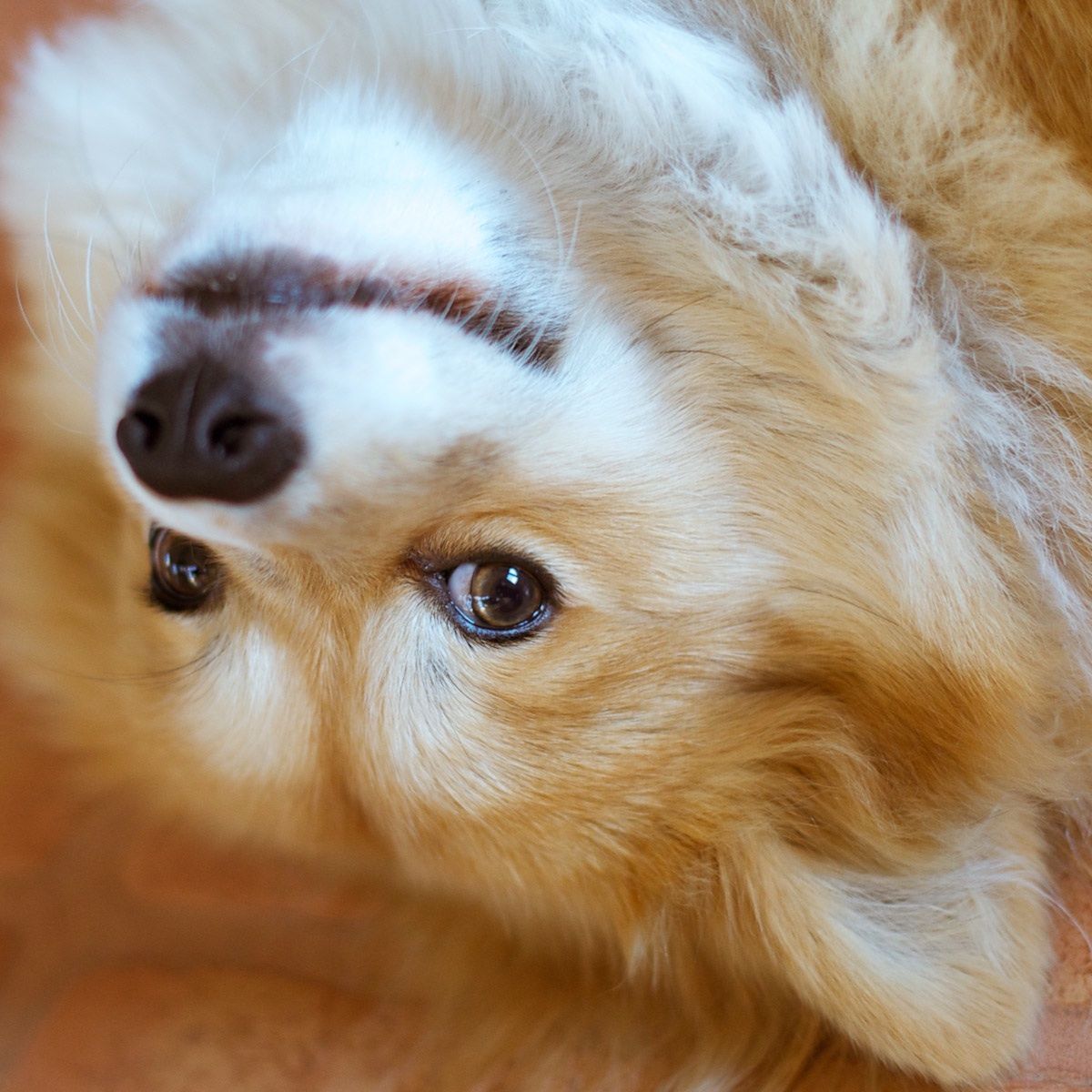 Henry, Fluffy Corgie