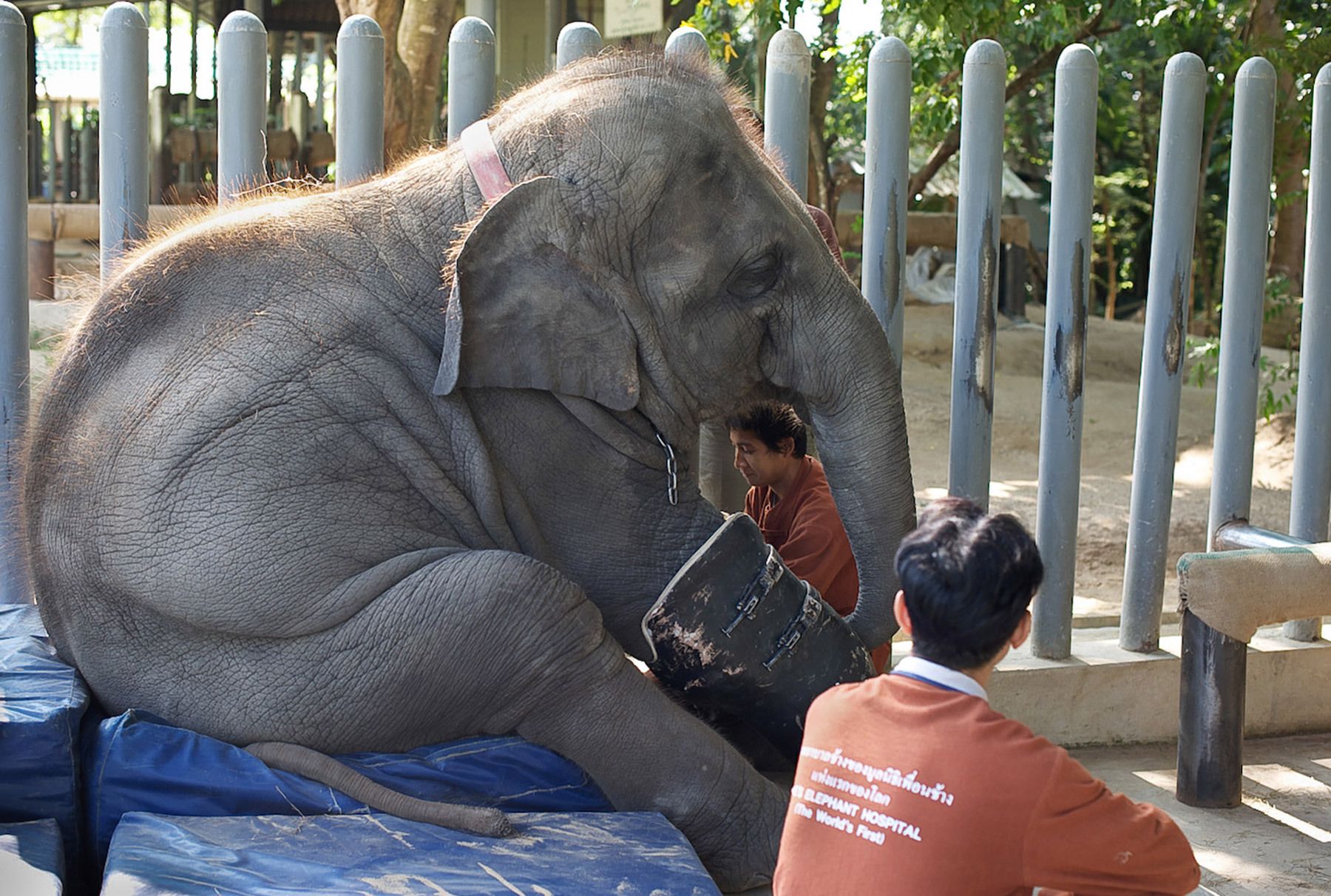 Mosha, Landmine Survivor
